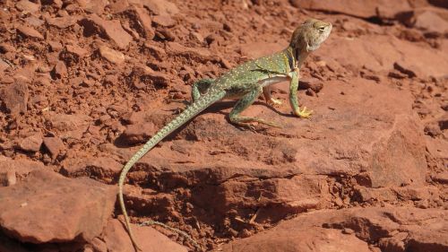 lizard arizona sedona