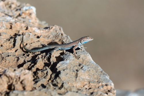 lizard reptile rock