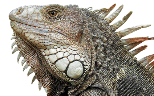 lizard reptile dragon