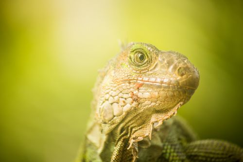 lizard reptilia nature