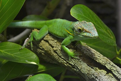 lizard  vivarium  reptile