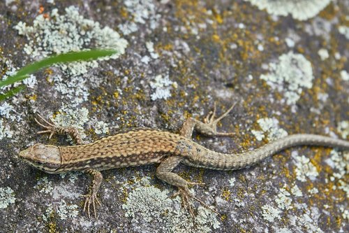 lizard  stone  reptile