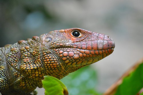 lizard  reptile  nature