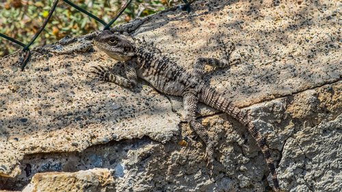 lizard  camouflage  nature