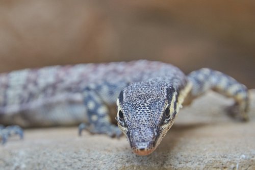 lizard  reptile  close up