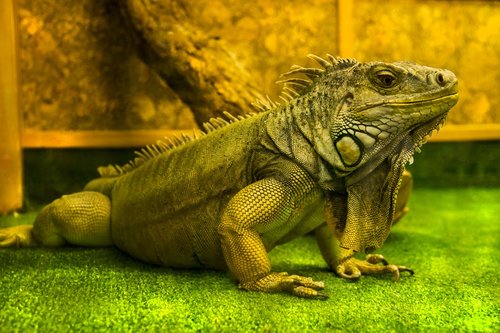 lizard  iguana  reptiles