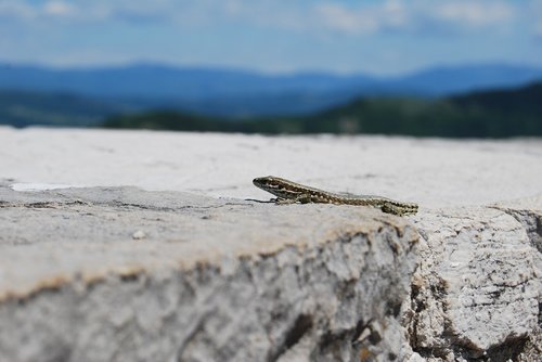 lizard  wall  stone