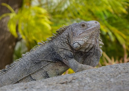 lizard  iguana  animal