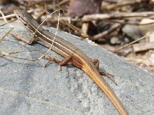 lizard  sargantana  sargantilla