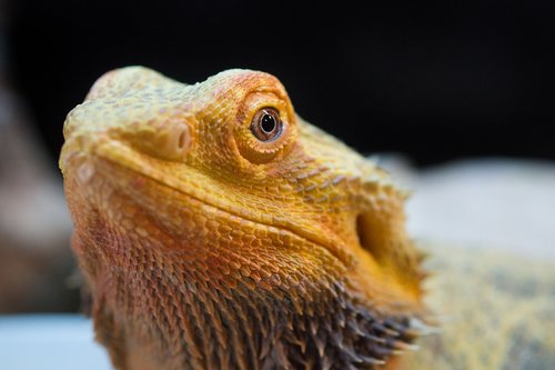 lizard  pet  bearded dragon