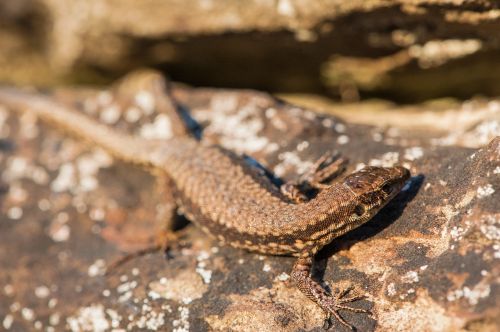 lizard reptile kaltblut