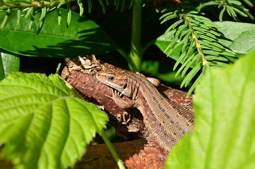 lizard  animal  nature