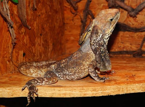 lizard reptile scale
