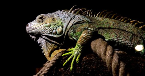 lizard  iguana  mammal