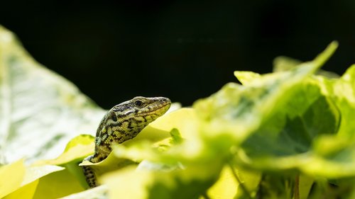 lizard  green  animal