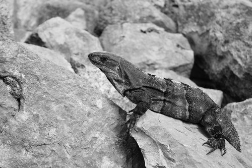 lizard  iguana  stone