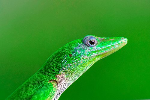 lizard  reptiles  green