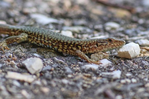 lizard  reptile  animal world