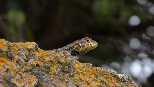 lizard  amphibious  texture