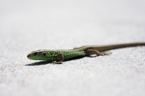 lizard  sand lizard  nature