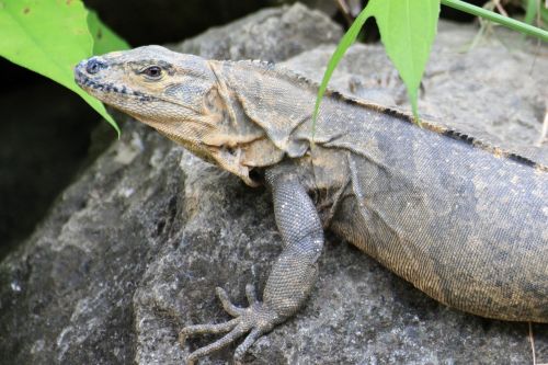 lizard animals dragonfly