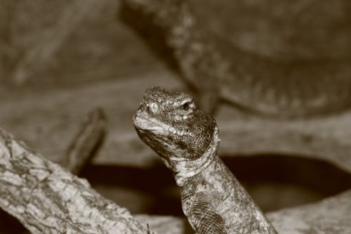 lizard reptile terrarium