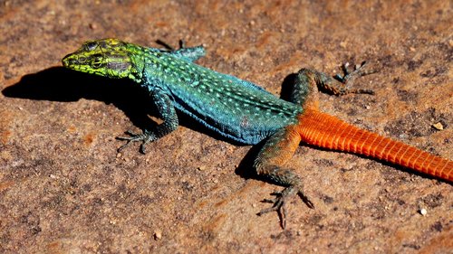 lizard  colorful  animal