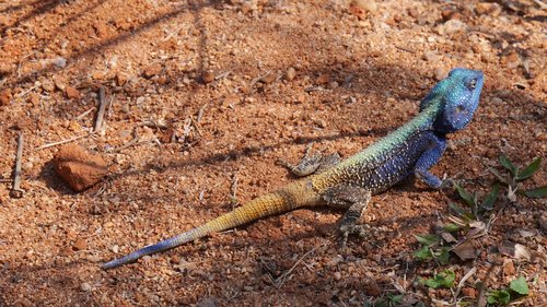 lizard  colorful  animal