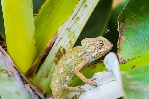 lizard  animal  reptile