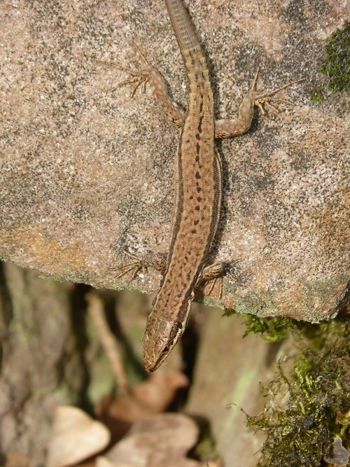 lizard  rock  reptile