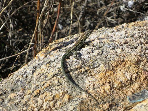 lizard  animal  close up