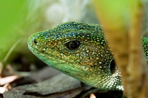 lizard  portrait  nature