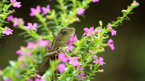lizard  garden  flowers