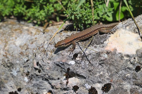 lizard  reptile  animal