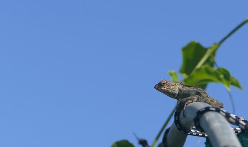 lizard  mauritius  reptile