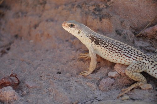 lizard  usa  national park