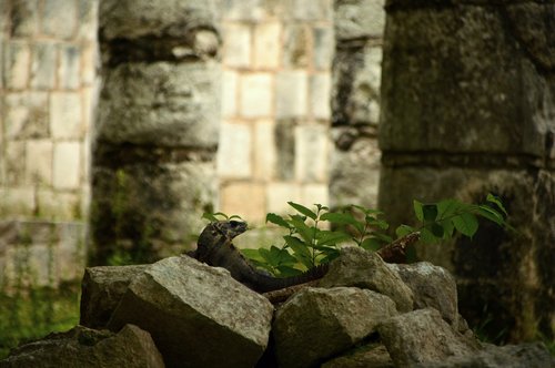 lizard  pyramids  maya