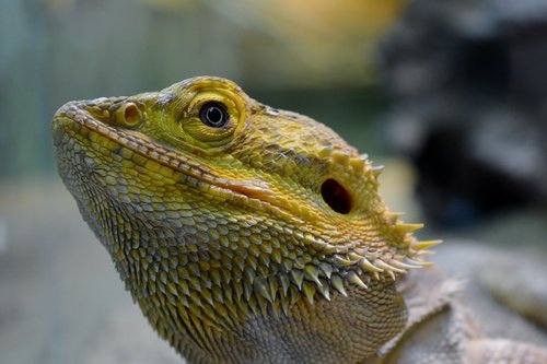 lizard  iguana  animal world