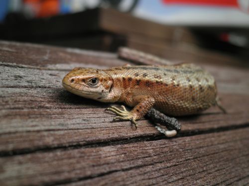 lizard animal cottage