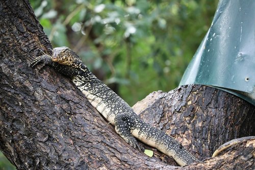 lizard  tree  monitor lizard