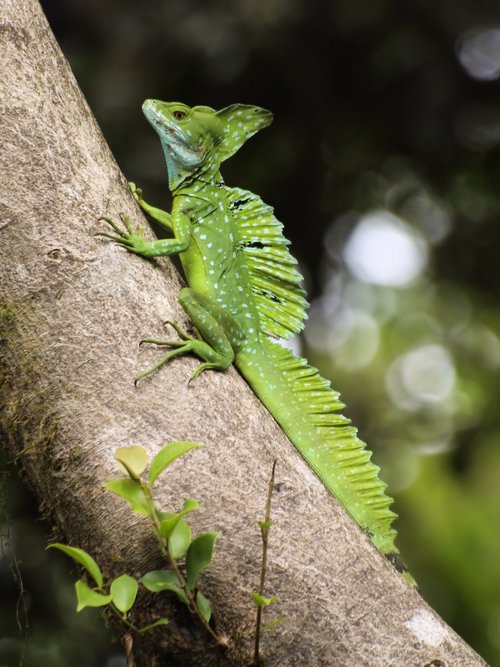 lizard  green  climbing