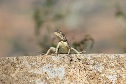 lizard  bathing  rock