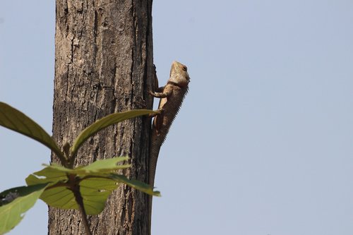 lizard  tree  sitting