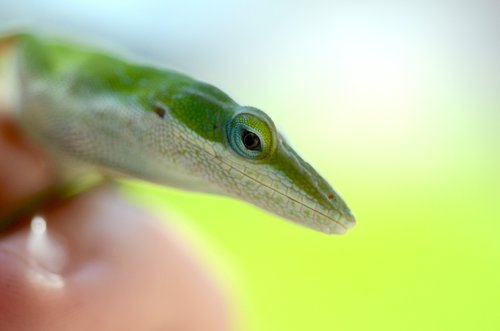 lizard  green anole  south carolina