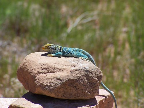 lizard chameleon blue