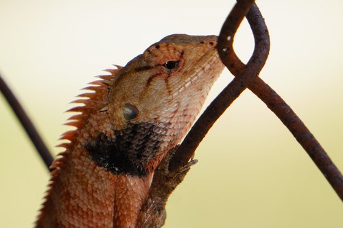 lizard  animal  reptile