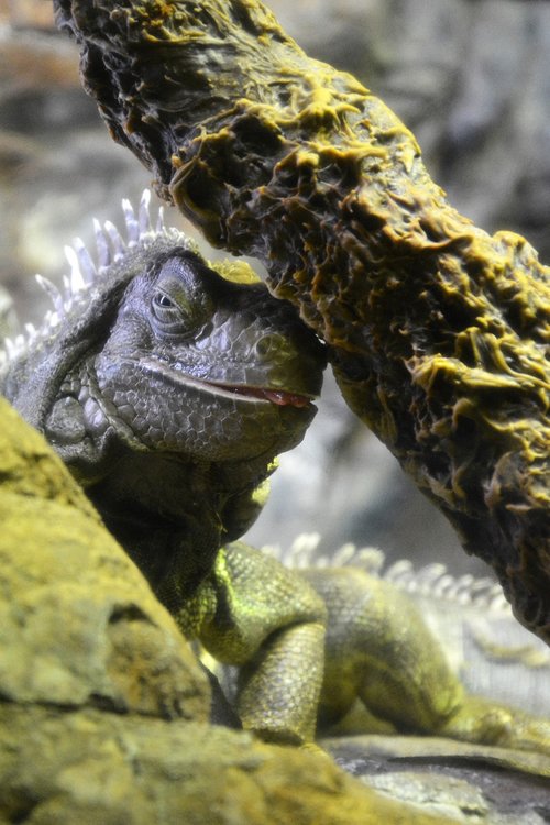 lizard  iguana  reptile