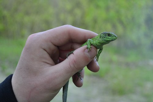 lizard  nature  reptile