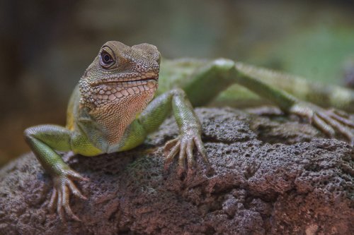 lizard  reptile  iguana