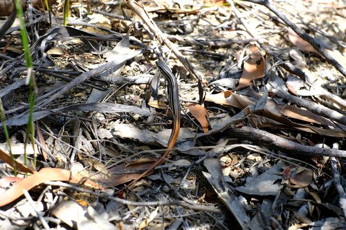 lizard  reptile  the australian striped skink